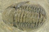 Detailed Gerastos Trilobite Fossil - Morocco #377258-1